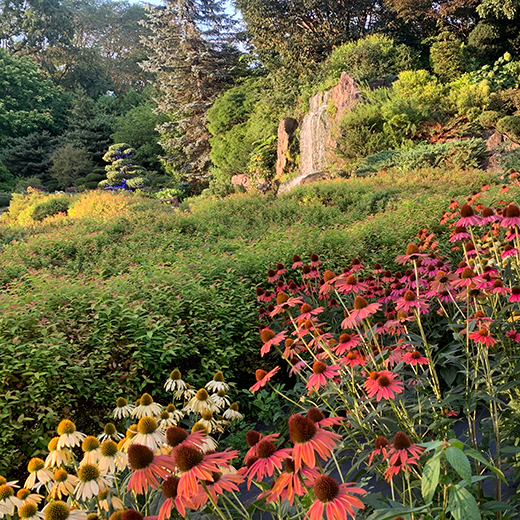 季節の草花を楽しむ